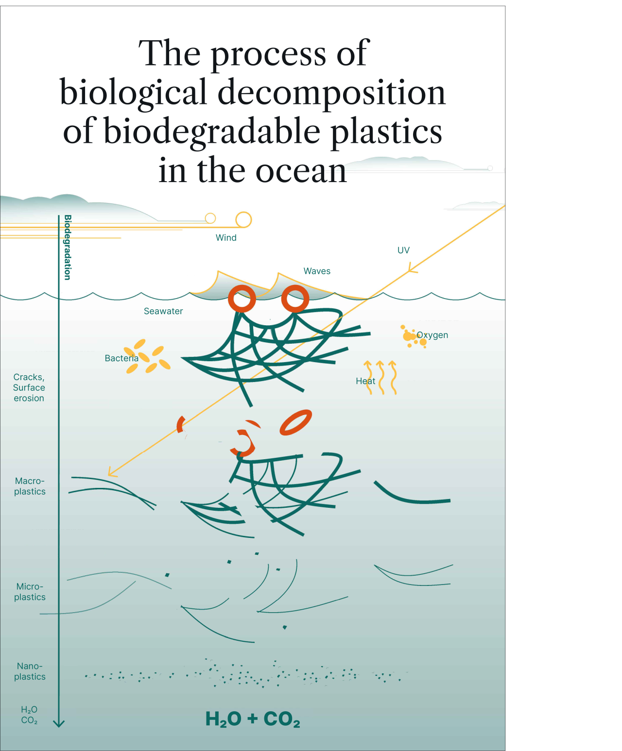 Biodegradation Animation What is biodegradable plastic? | Dsolve